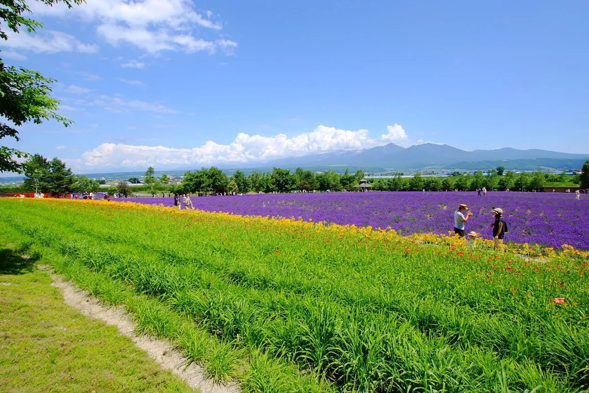 ファーム富田
